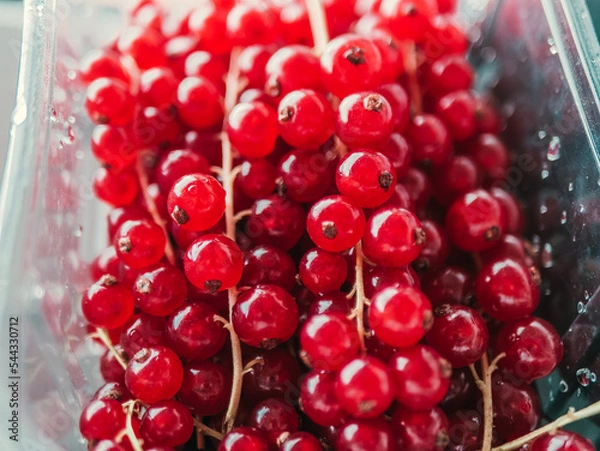 Fototapeta Group of red and wet currants in plastic container