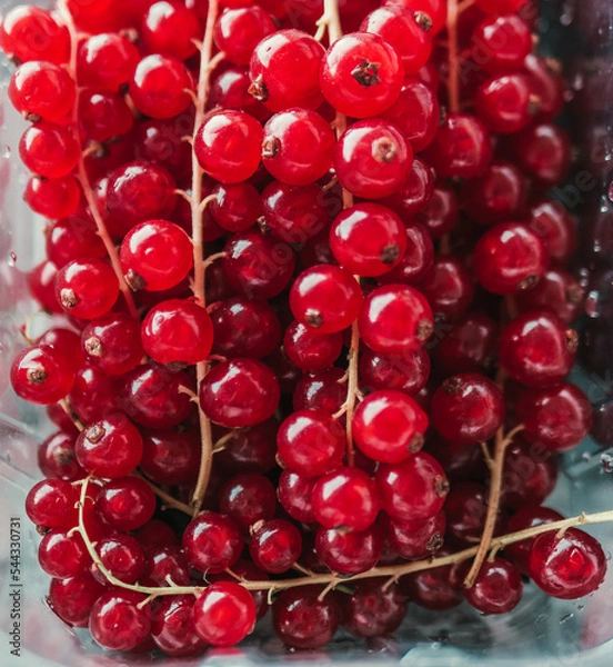 Fototapeta Group of red and wet currants in plastic container