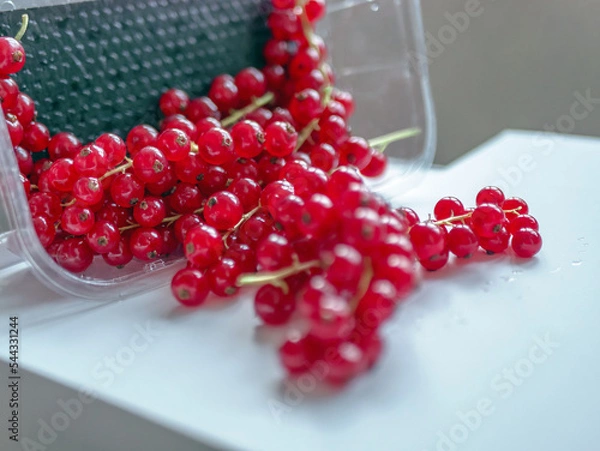 Fototapeta Group of red and wet currants in plastic container