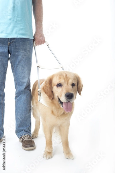 Obraz Guide dog isolated on white