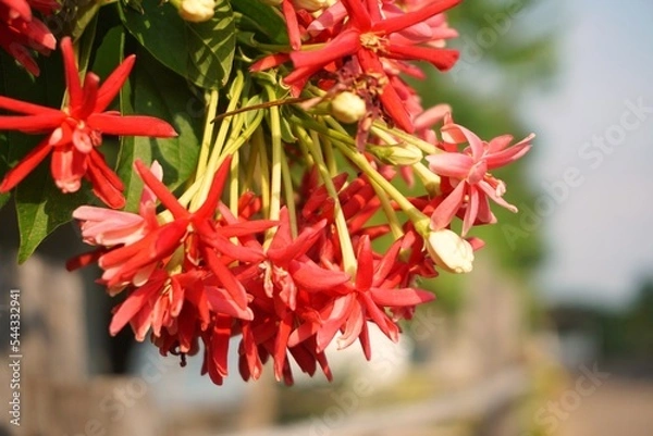 Obraz red and yellow flower