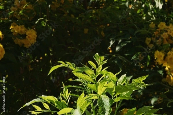 Obraz green leaves on nature background