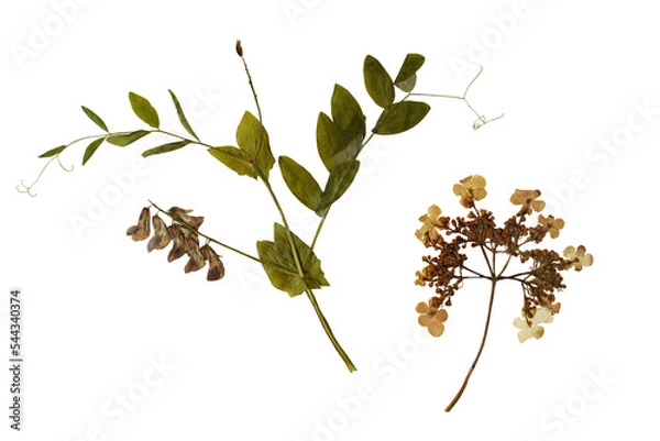 Fototapeta Pressed wild plants isolated on transparent background. Botanical set	
