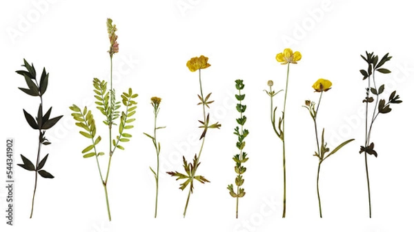 Fototapeta Dry pressed wild flowers and plants isolated on transparent background. Botanical collection	