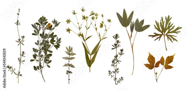 Fototapeta Dry pressed wild flowers and plants isolated on transparent background. Botanical collection