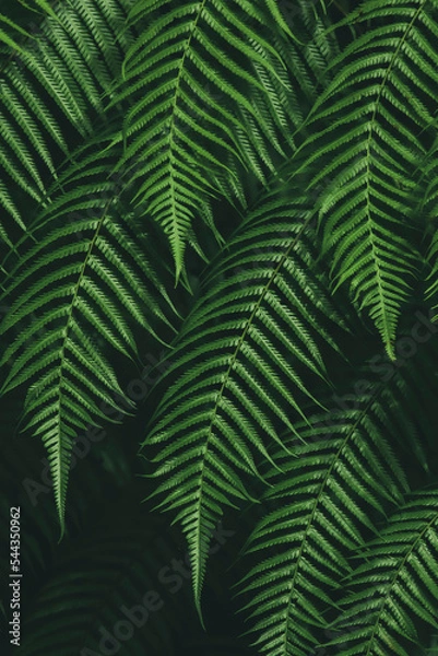 Obraz Abstract green blurred background and sunlight.