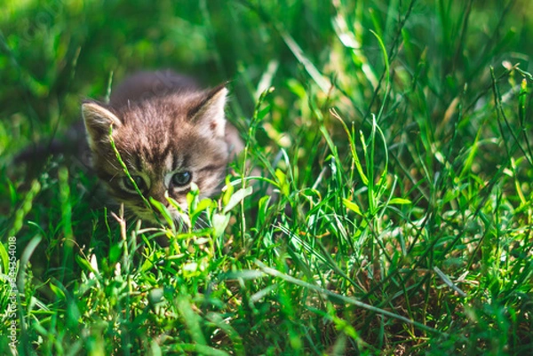 Fototapeta Cat in the grass watching a bird