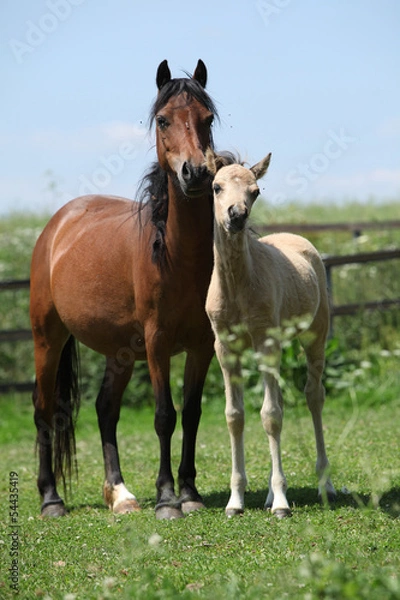 Obraz Brown mare with palomino foal on pasture