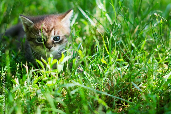 Fototapeta The cat is hiding in the grass