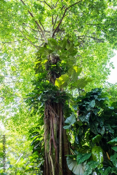 Obraz tree in the forest