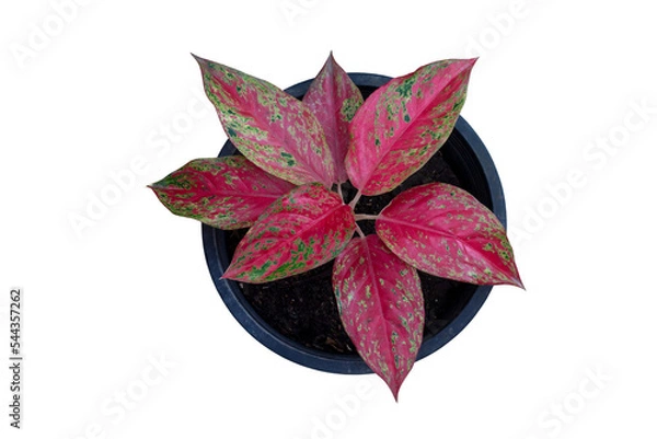 Fototapeta Top view of Aglaonema Red sp or Chinese Evergreen growing in black plastic pot isolated on white background included clipping path.