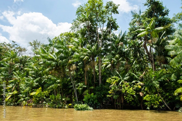 Obraz palm trees and river
