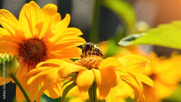 Fototapeta Bee and flower. Close up of a large striped bee collecting pollen on a yellow flower on a Sunny  day. Summer and spring backgrounds