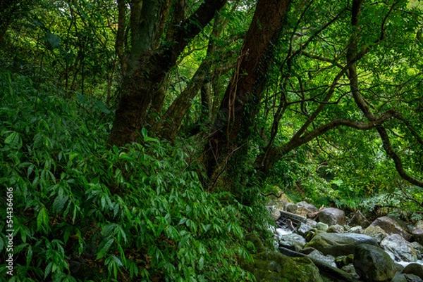 Obraz valley, flowing, clean, cool, small stream