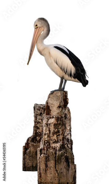 Obraz pelican on transparent background