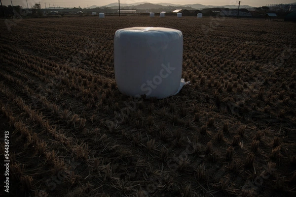 Fototapeta 한국의 시골풍경 하늘과 구름 갈대 추수