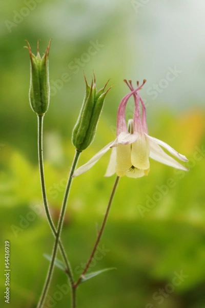 Obraz ヤマオダマキ