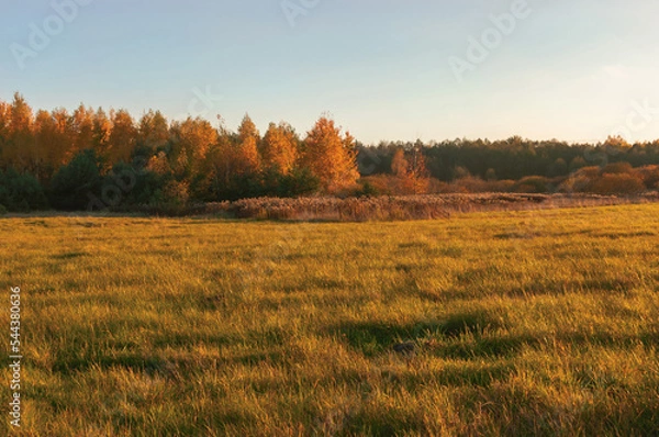 Fototapeta Naturalne tło jesiennego krajobrazu spalonej słońcem łące i lasu ubranego w ciepłe popołudniowe tuż przed zachodem słońca. 