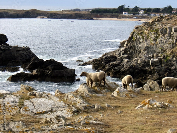 Obraz moutons île d'yeu