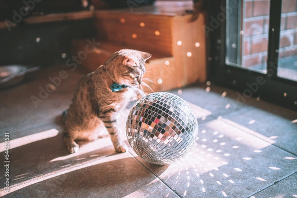 Obraz cat playing disco ball