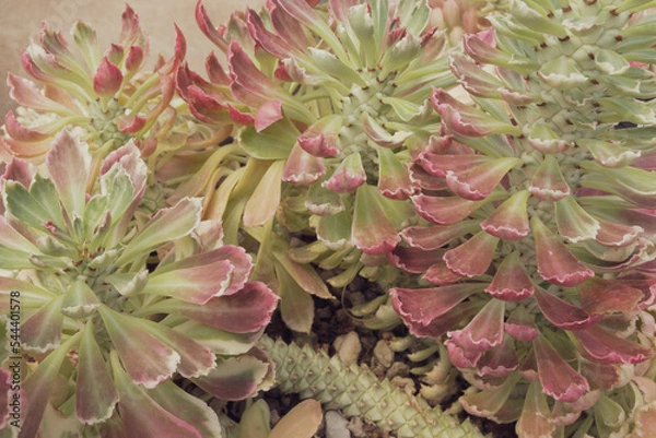 Obraz Close up of Euphorbia. Cactus plant pattern wallpaper. Succulent plant patterns. Details of a succulent leaves.