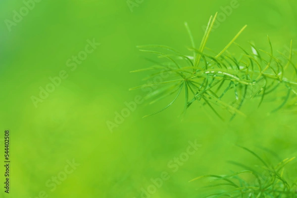 Obraz Nature of green leaves in garden at summer with sunlight. Natural green leaf plants using as spring background environment ecology or greenery wallpaper.