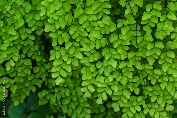 Obraz Nature of green leaves in garden at summer with sunlight. Natural green leaf plants using as spring background environment ecology or greenery wallpaper.