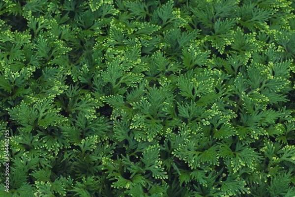 Obraz Nature of green leaves in garden at summer with sunlight. Natural green leaf plants using as spring background environment ecology or greenery wallpaper.