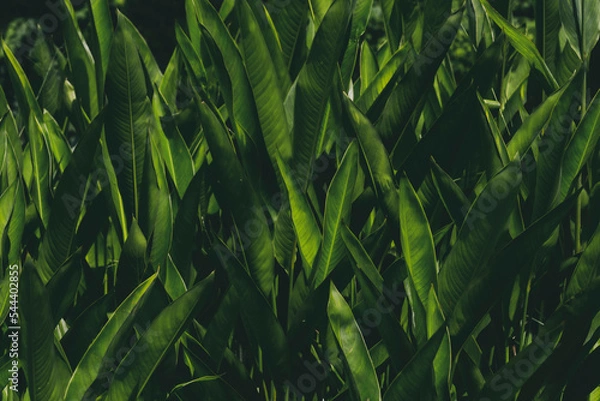 Obraz Nature of green leaves in garden at summer with sunlight. Natural green leaf plants using as spring background environment ecology or greenery wallpaper.