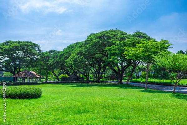 Obraz Natural public garden with green grass and tree, Green place with a freshness condition.