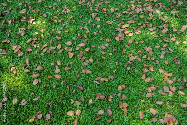 Obraz Nature of green leaves in garden at summer with sunlight. Natural green leaf plants using as spring background environment ecology or greenery wallpaper.