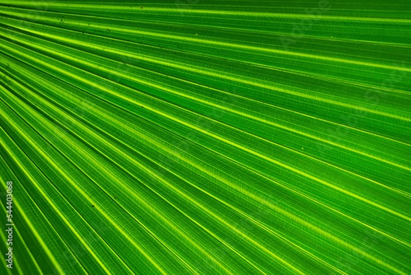 Obraz Nature of green leaves in garden at summer with sunlight. Natural green leaf plants using as spring background environment ecology or greenery wallpaper.