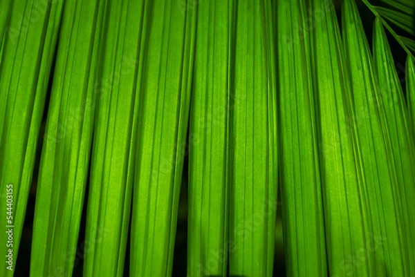 Obraz Nature of green leaves in garden at summer with sunlight. Natural green leaf plants using as spring background environment ecology or greenery wallpaper.