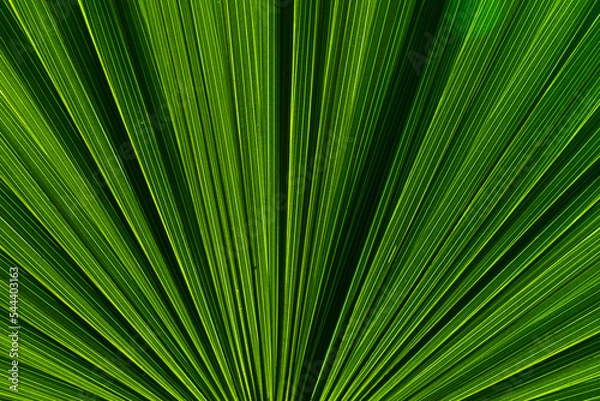 Obraz Nature of green leaves in garden at summer with sunlight. Natural green leaf plants using as spring background environment ecology or greenery wallpaper.