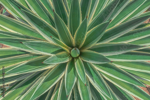 Obraz Close up of agave. Cactus plant pattern wallpaper. Succulent plant patterns. Details of a succulent leaves.