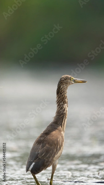 Fototapeta blue heron