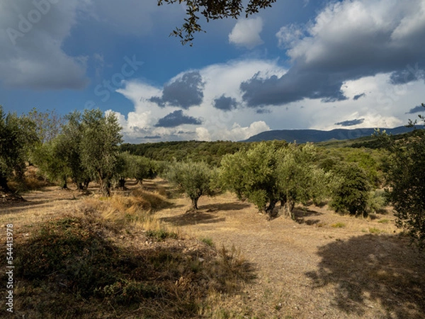 Fototapeta landscape with trees and clouds