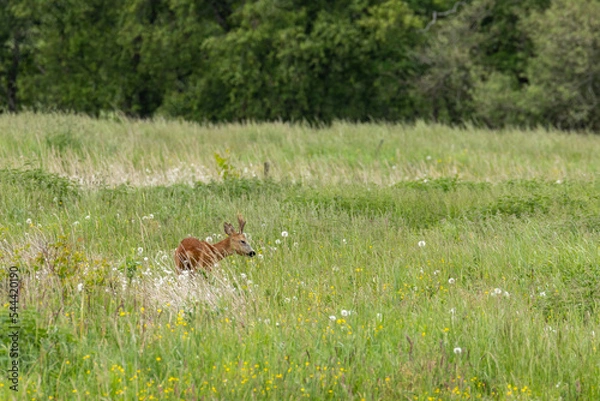 Fototapeta wildlife in Lille Vildmose nature reserve