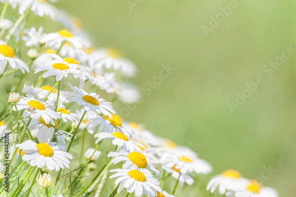 Fototapeta background of white flowers