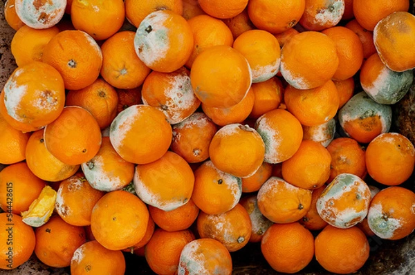 Obraz A lot of yellow spoiled oranges in a warehouse in a box outdoors.