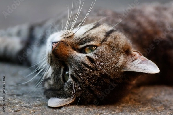 Obraz Tabby cat resting