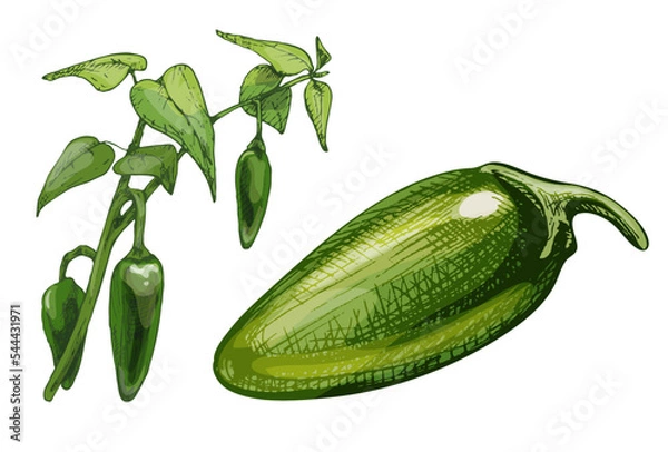 Obraz Branch of jalapeno plant with leaf and pepper. Vintage vector hatching