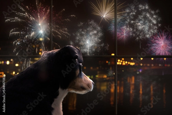 Obraz Dog look out the window and watching the fireworks