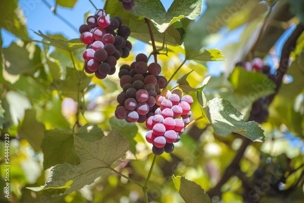 Obraz Bunch of Isabella grapes on the vine in the garden in Tbilisi, Georgia