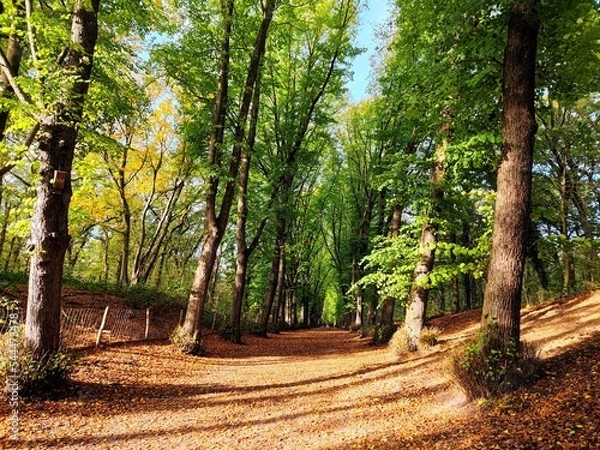 Fototapeta Beautiful trees in a row in the forest in Heemstede, the Netherlands, with golden brown on the ground and green yellow leaves on the branches of the trees