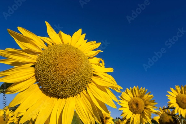 Fototapeta sunflower