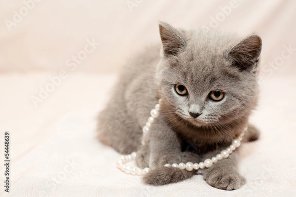 Obraz Grey kitten