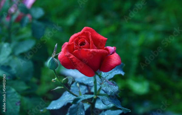 Fototapeta Art photo rose petals isolated on the natural blurred background. Closeup. For design, texture, background. Nature. Drops of morning dew on rose flower.