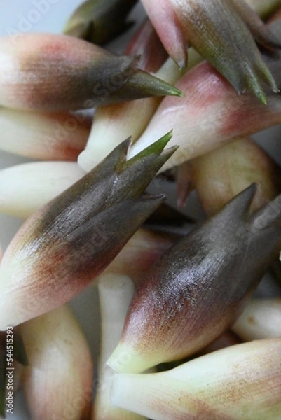 Obraz たくさんの茗荷