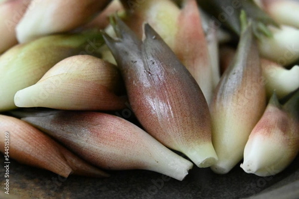 Obraz たくさんの茗荷